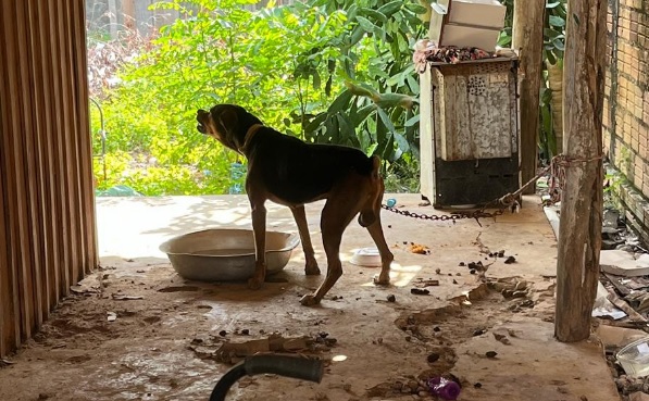 Polícia Civil prende mulher em flagrante por crime de maus-tratos contra animais