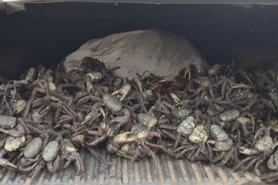 Começa primeiro período do defeso do caranguejo-uçá em território paraense