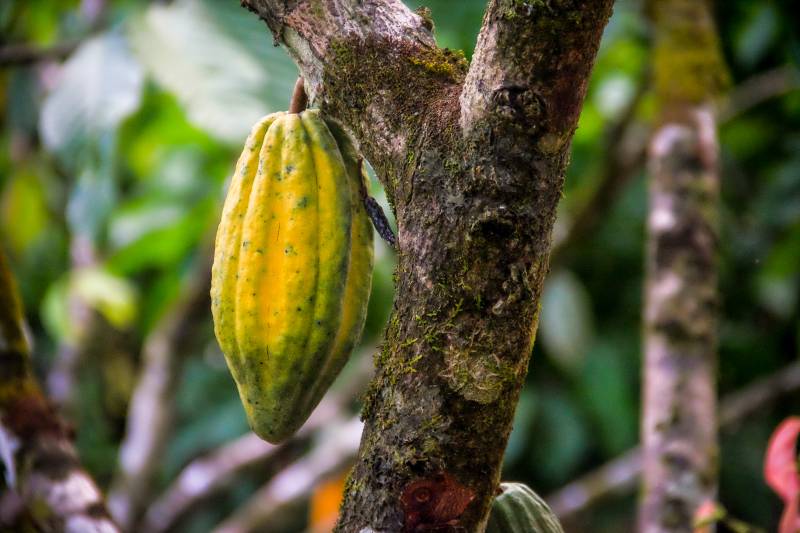 Pará é exemplo de produção sustentável de cacau