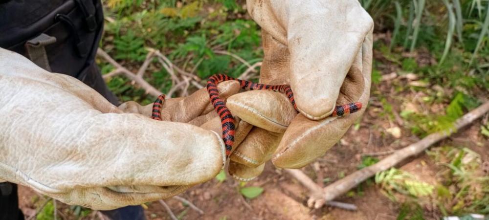 Prosap inicia atividades de controle ambiental na Etapa II do Projeto Igarapé Ilha do Coco