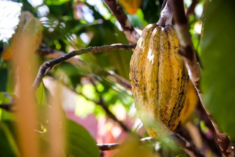 Produtores do Pará estão otimistas com indicação à premiação de melhor cacau do Brasil