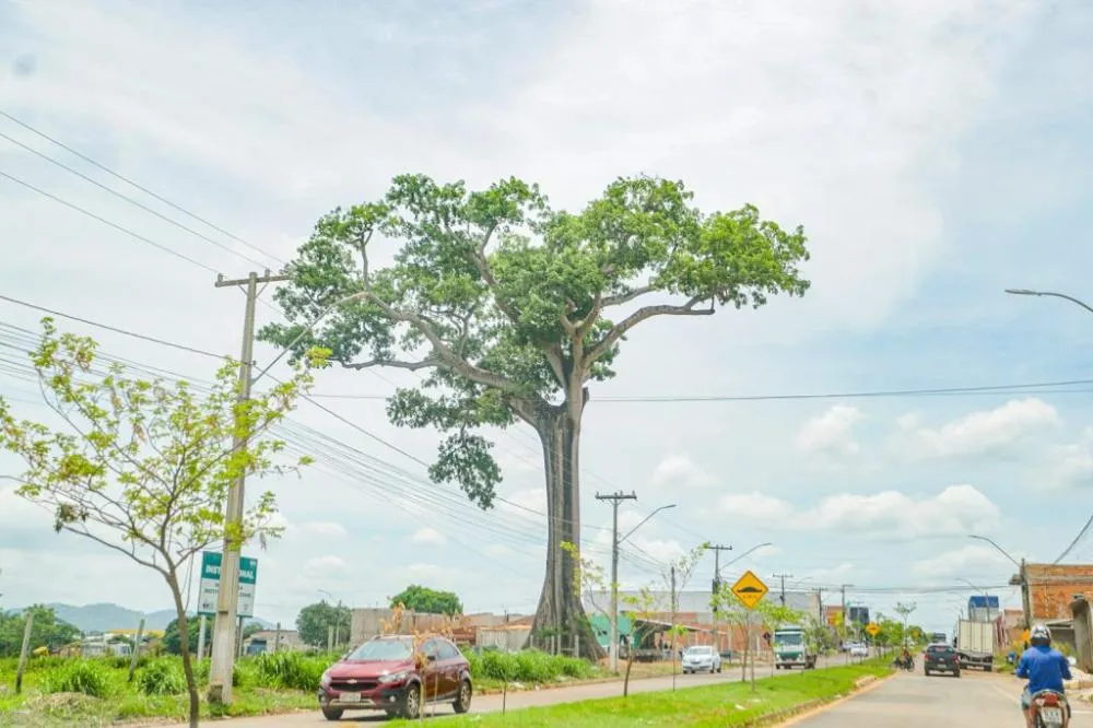 Barriguda se torna símbolo de Canaã dos Carajás e reforça preservação ambiental