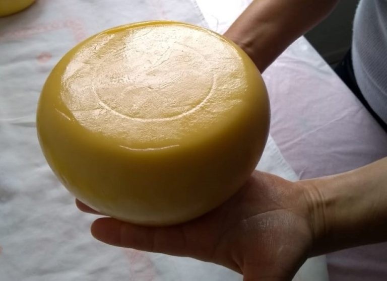 Câmara aprovou normas para a produção de queijo artesanal em 2018 - (Foto: Divulgação/Agência de Notícias do Paraná)