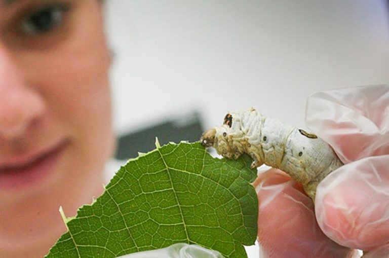 Lei concede a Nova Esperança (PR) título de Capital Nacional da Seda