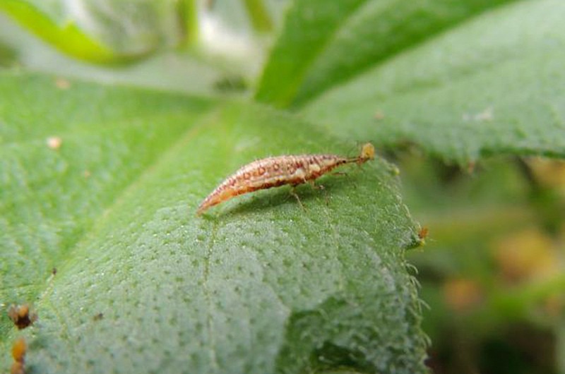 Aplicação de insumos biológicos: uma larva de Chrysopidae devorando um pequenino pulgão, uma conhecida praga - Alessandra de Carvalho Silva/Embrapa