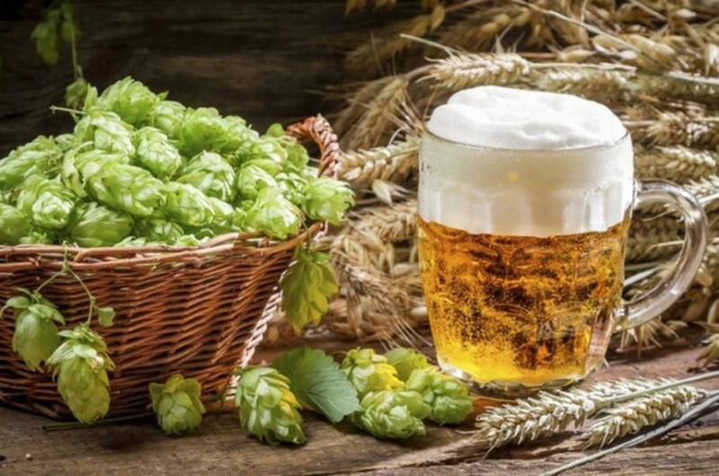 O ingrediente é utilizado na fabricação de cerveja e, segundo o IBGE, Teresópolis (RJ) tem clima temperado marítimo propício para seu cultivo - Agência Senado