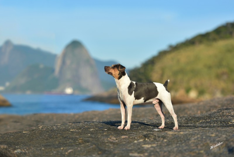 Bibbo Fernandes/Divulgação